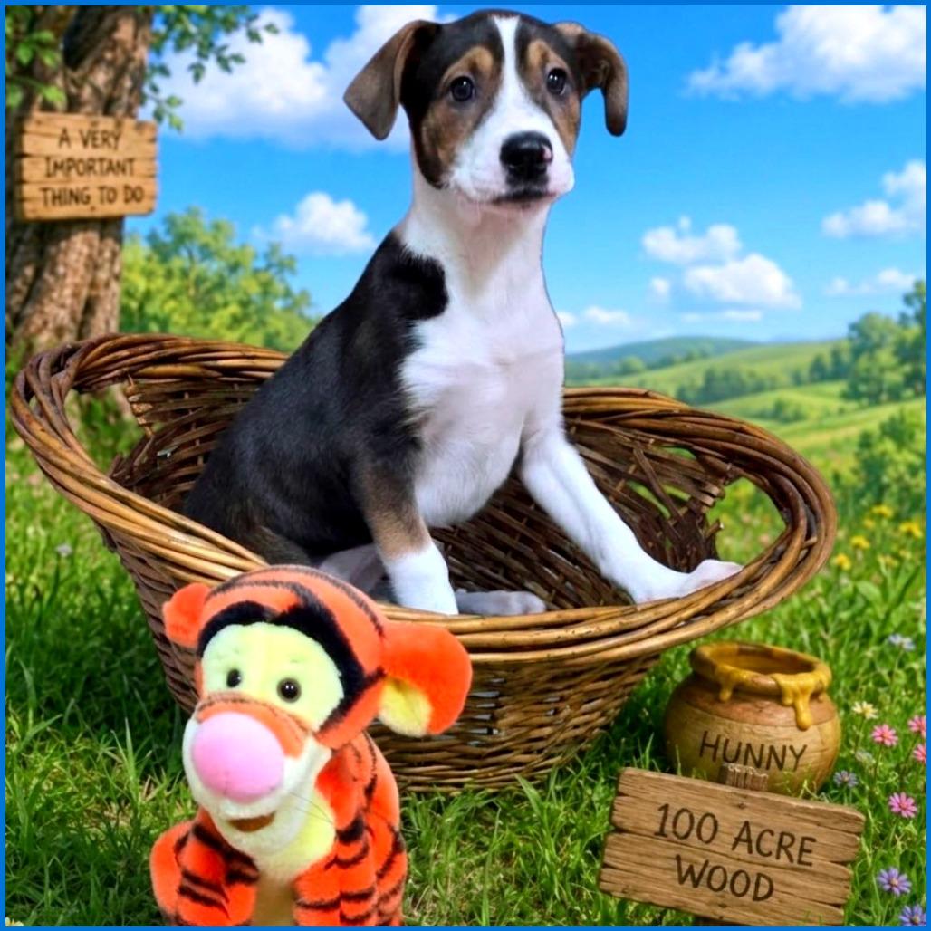 Enlarge Tigger, a Adoptable Mixed Breed in Joliet, IL image 1/1