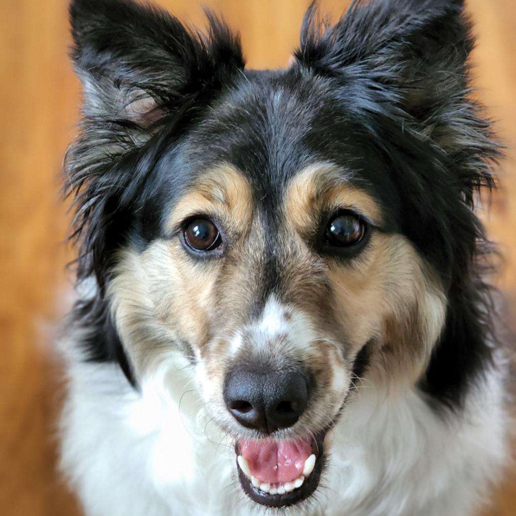 Allie, Adoptable, Adult Female Australian Shepherd.