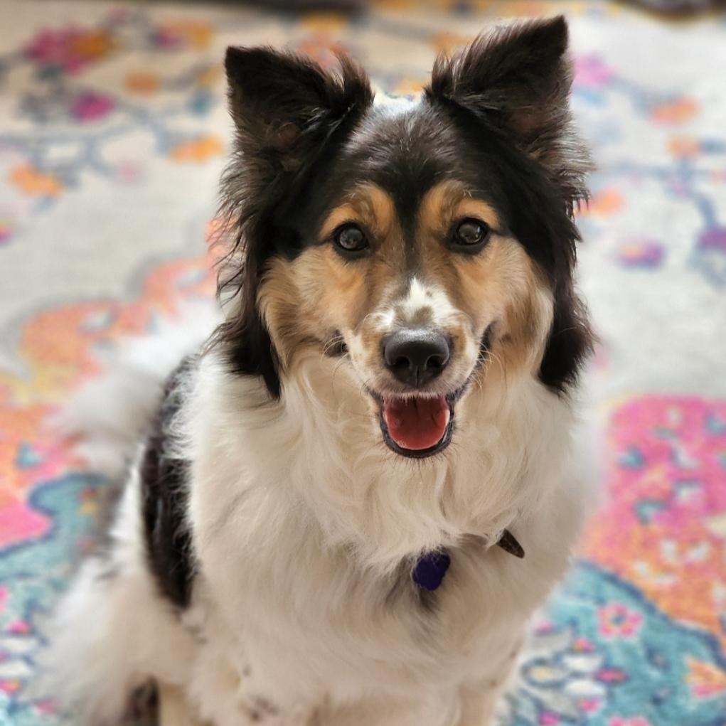 Allie, a Adoptable Australian Shepherd in Ada, MN image 2/6