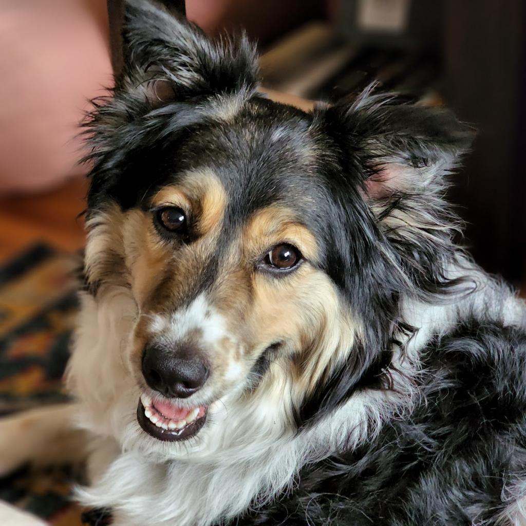 Allie, a Adoptable Australian Shepherd in Ada, MN image 3/6
