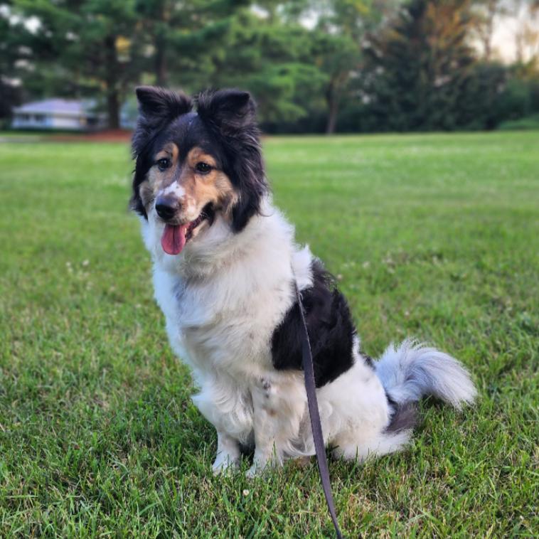 Allie, a Adoptable Australian Shepherd in Ada, MN image 5/6