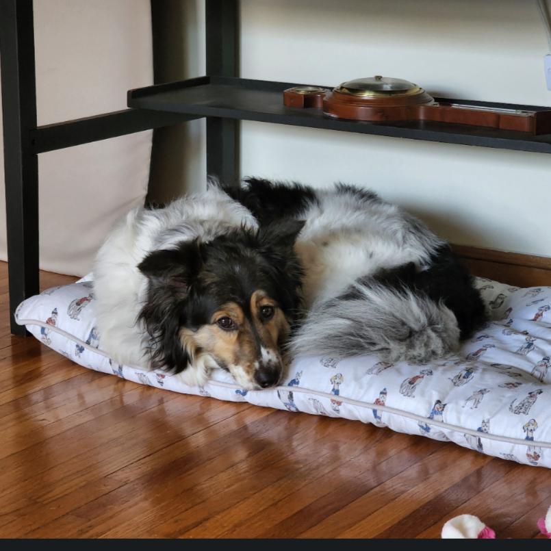 Allie, a Adoptable Australian Shepherd in Ada, MN image 6/6