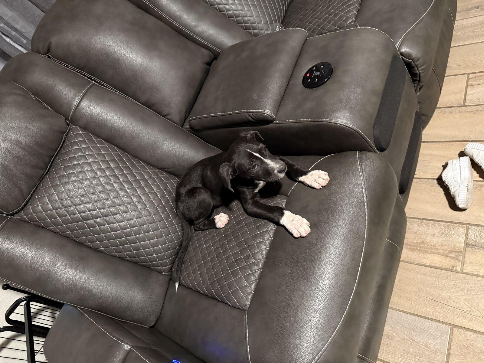 Peyton, Adoptable, Puppy Female Mixed Breed.