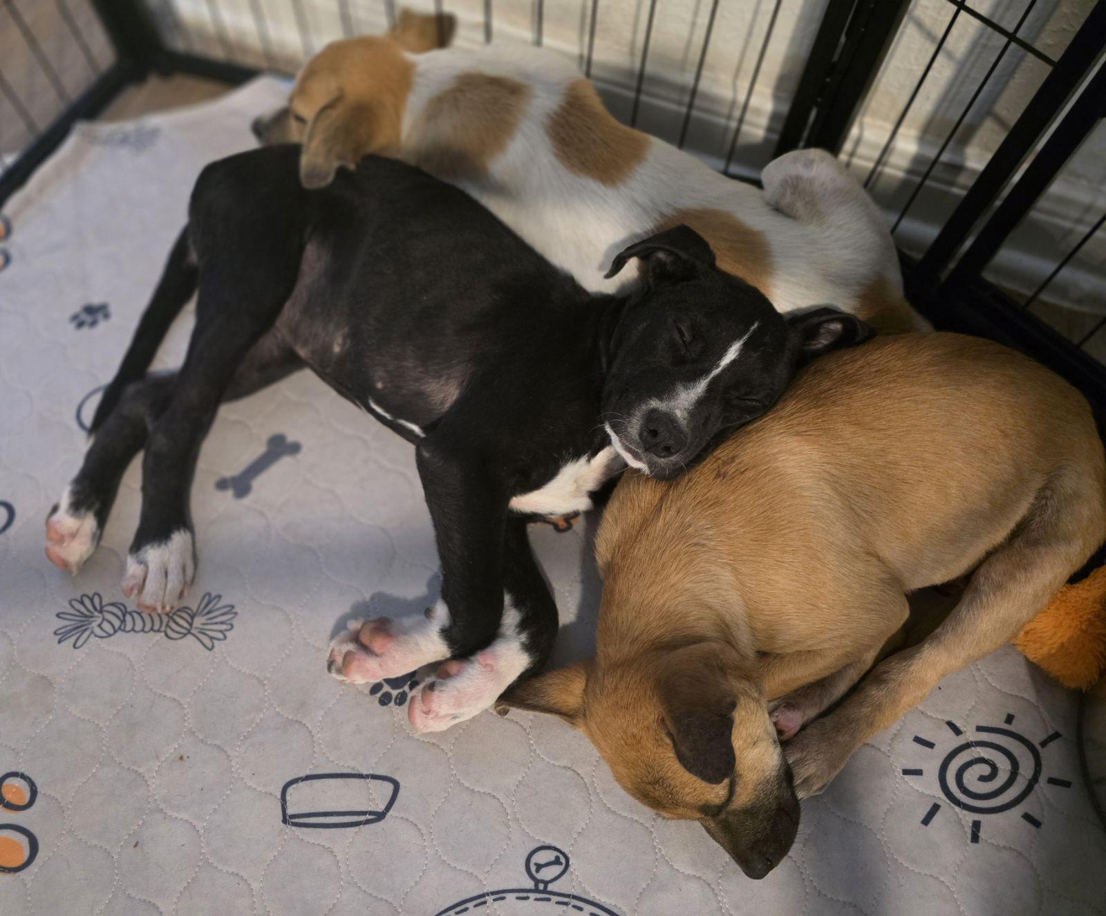 Enlarge Peyton, a Adoptable Mixed Breed in Luling, TX image 2/3