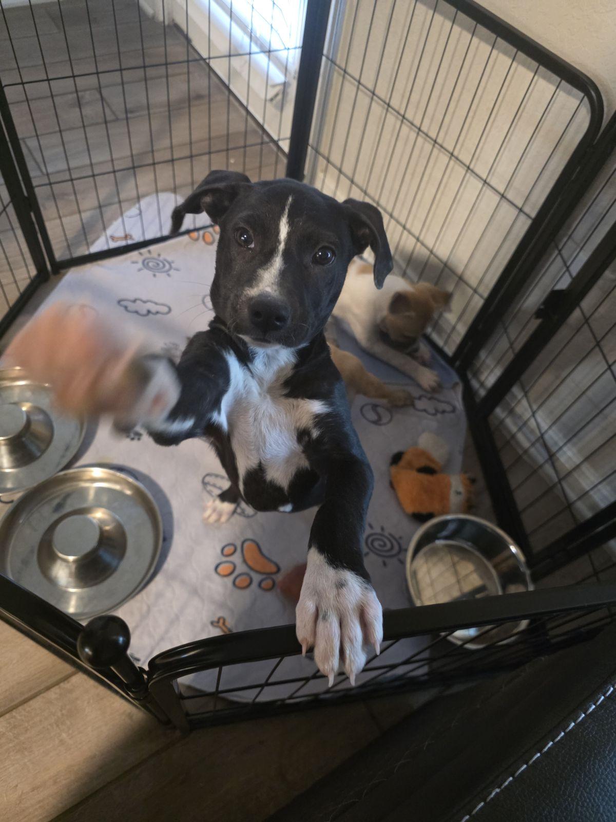 Enlarge Peyton, a Adoptable Mixed Breed in Luling, TX image 3/3