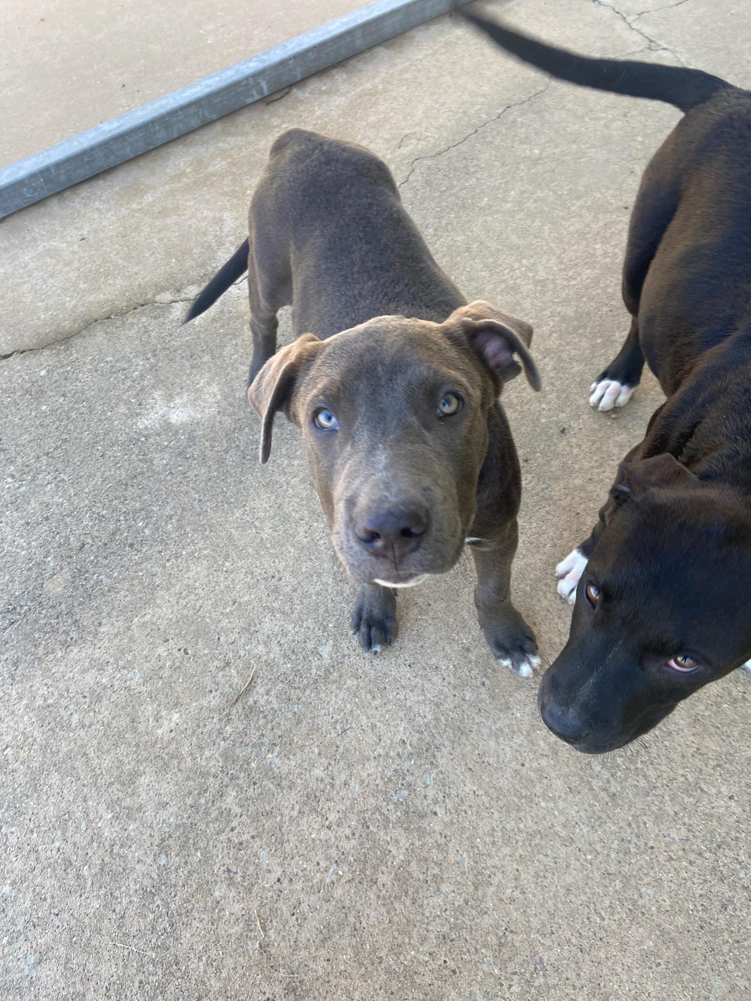 Newton 2591, Adoptable, Young Male Pit Bull Terrier & Labrador Retriever.