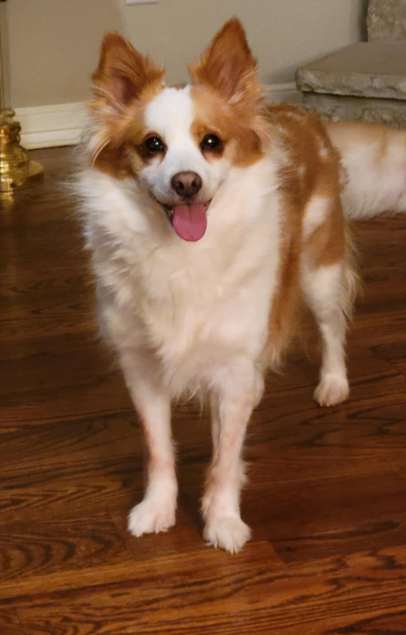 Enlarge Leeza, a ADOPTABLE mixed breed in Bronson, TX image 2/6