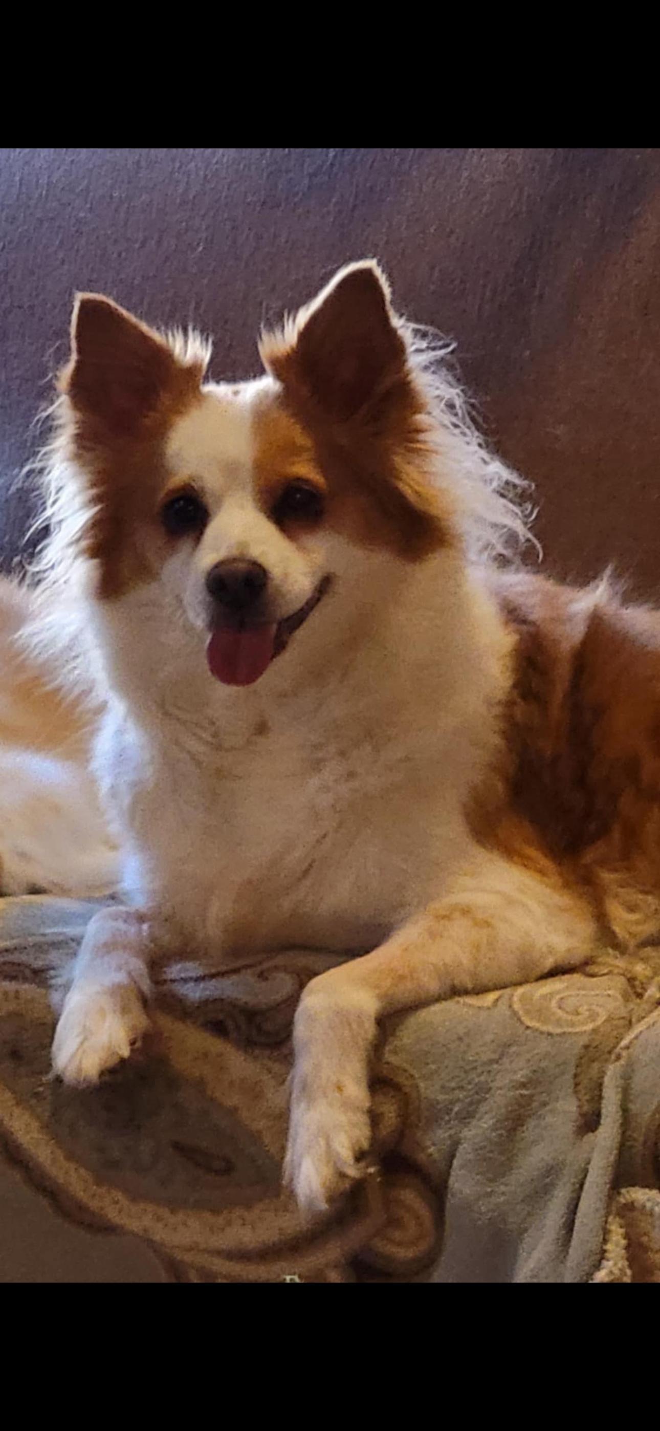 Enlarge Leeza, a ADOPTABLE mixed breed in Bronson, TX image 3/6