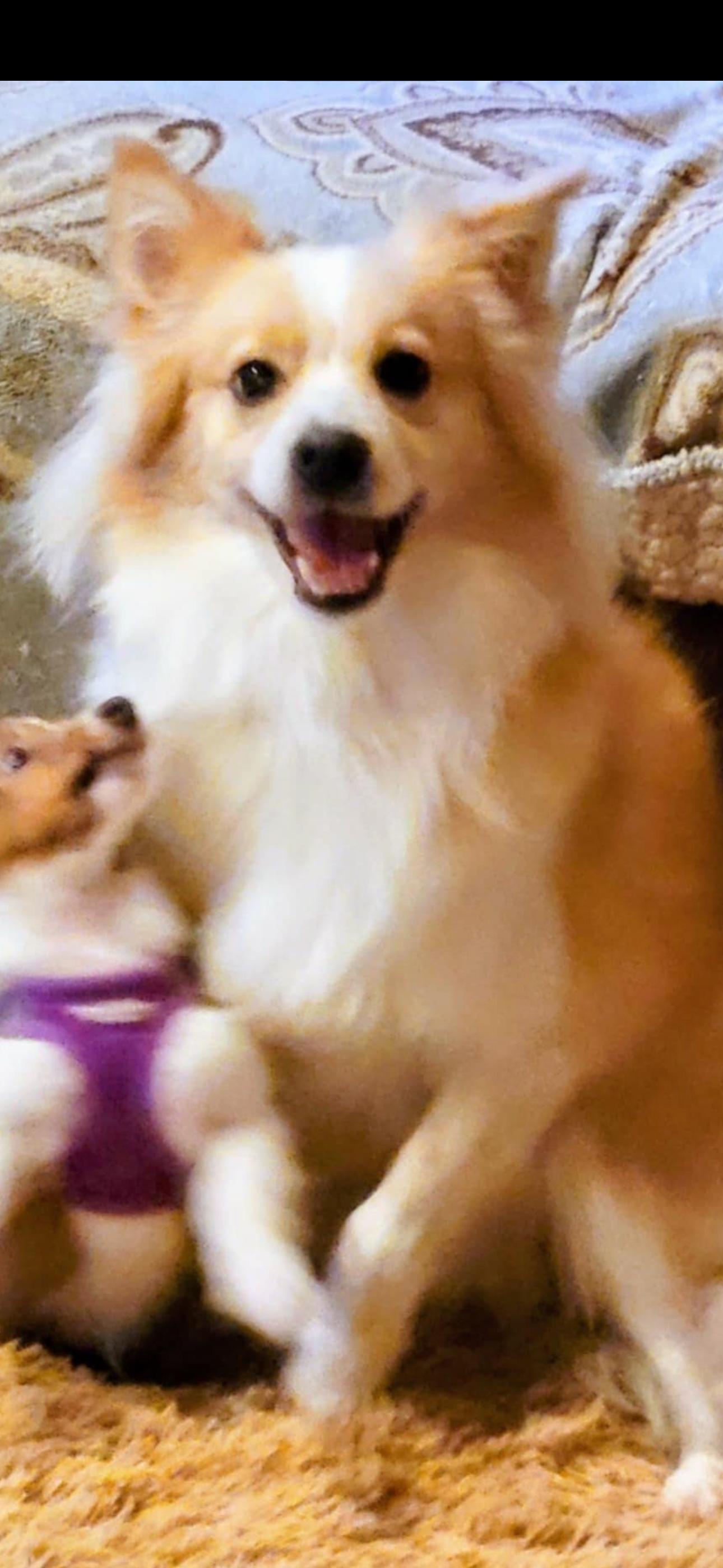 Leeza, ADOPTABLE, Adult Female Corgi.