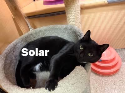 Enlarge Solar, a ADOPTABLE Domestic Short Hair in Turnersville, NJ image 3/4
