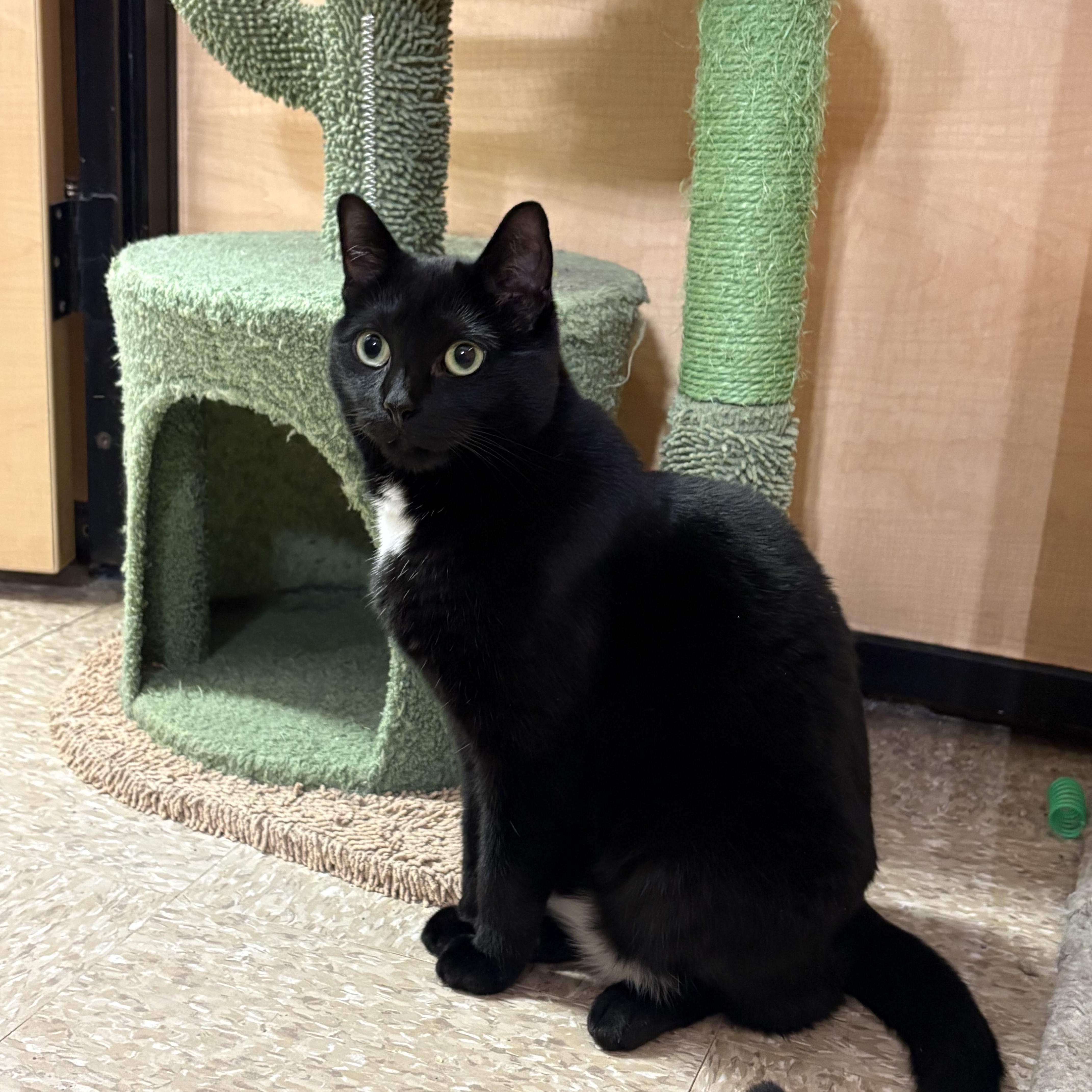 Enlarge Solar, a ADOPTABLE Domestic Short Hair in Turnersville, NJ image 2/3