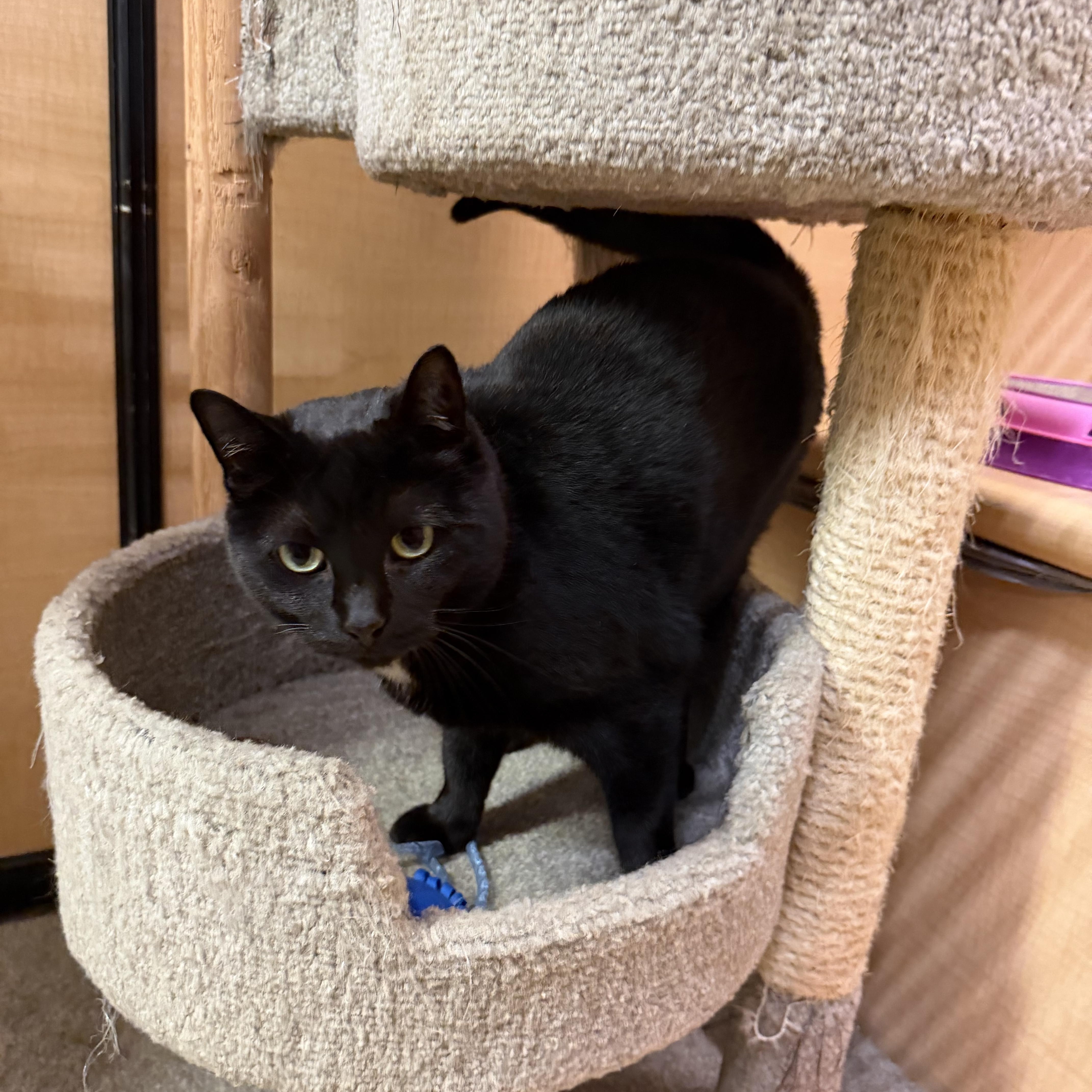 Enlarge Solar, a ADOPTABLE Domestic Short Hair in Turnersville, NJ image 4/4