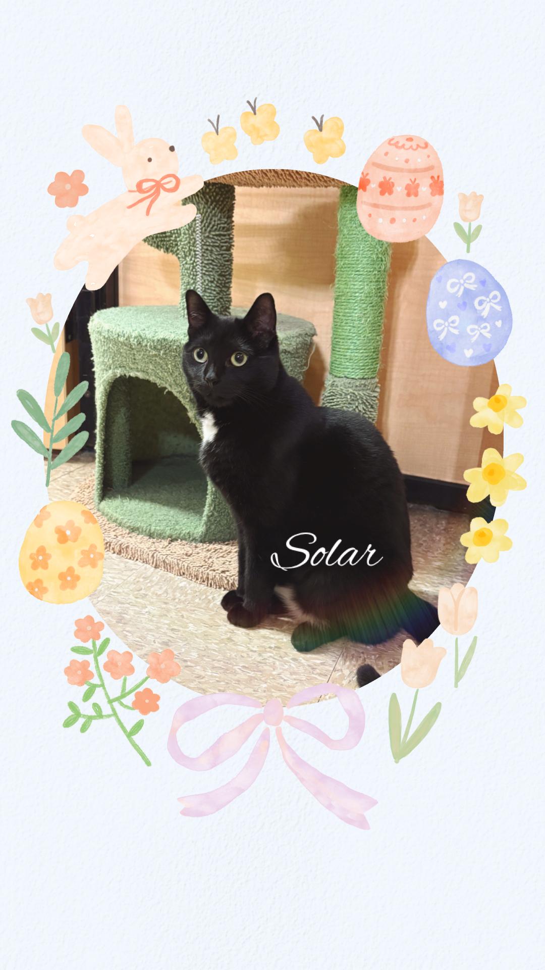 Solar, ADOPTABLE, Adult Female Domestic Short Hair.