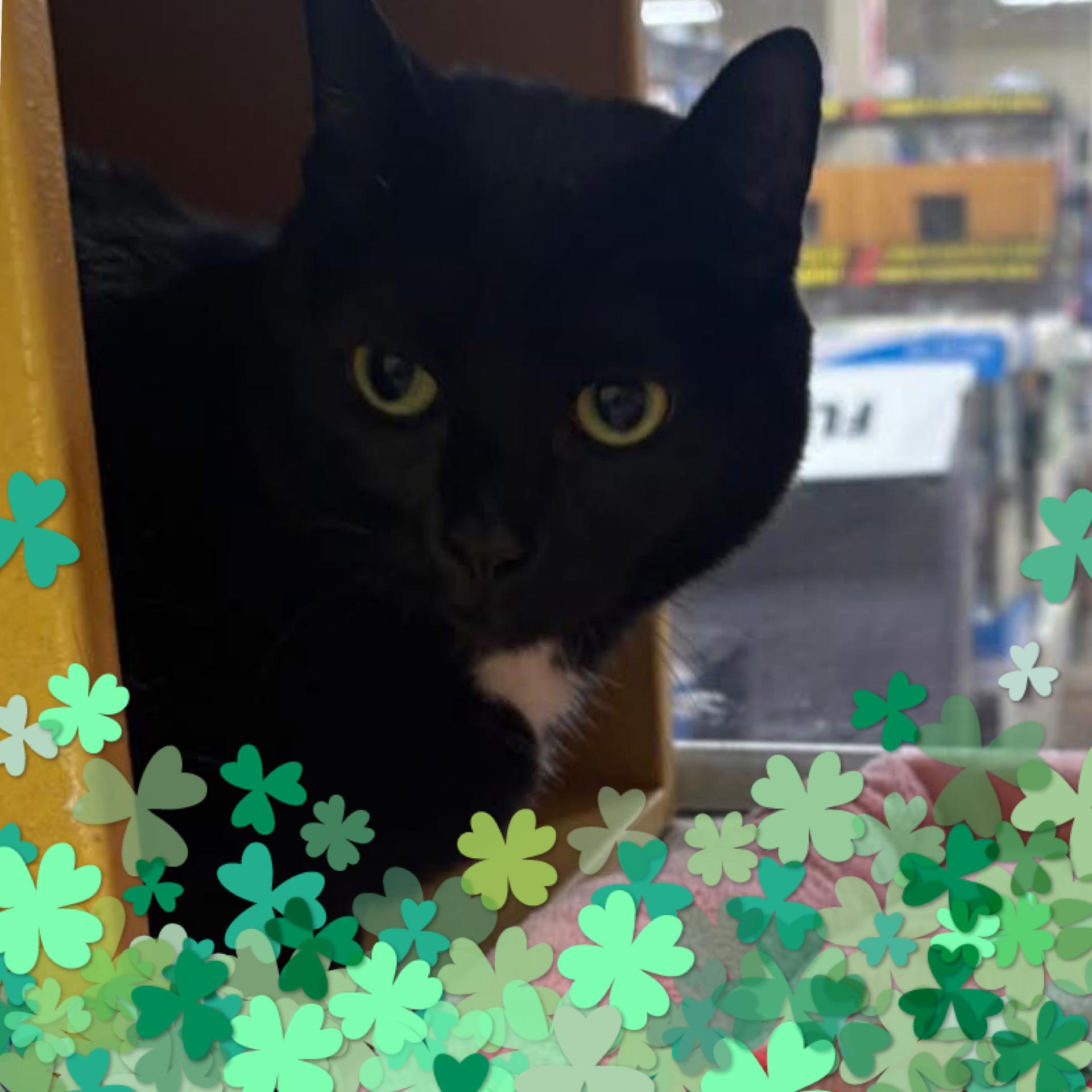 Solar, ADOPTABLE, Adult Female Domestic Short Hair.