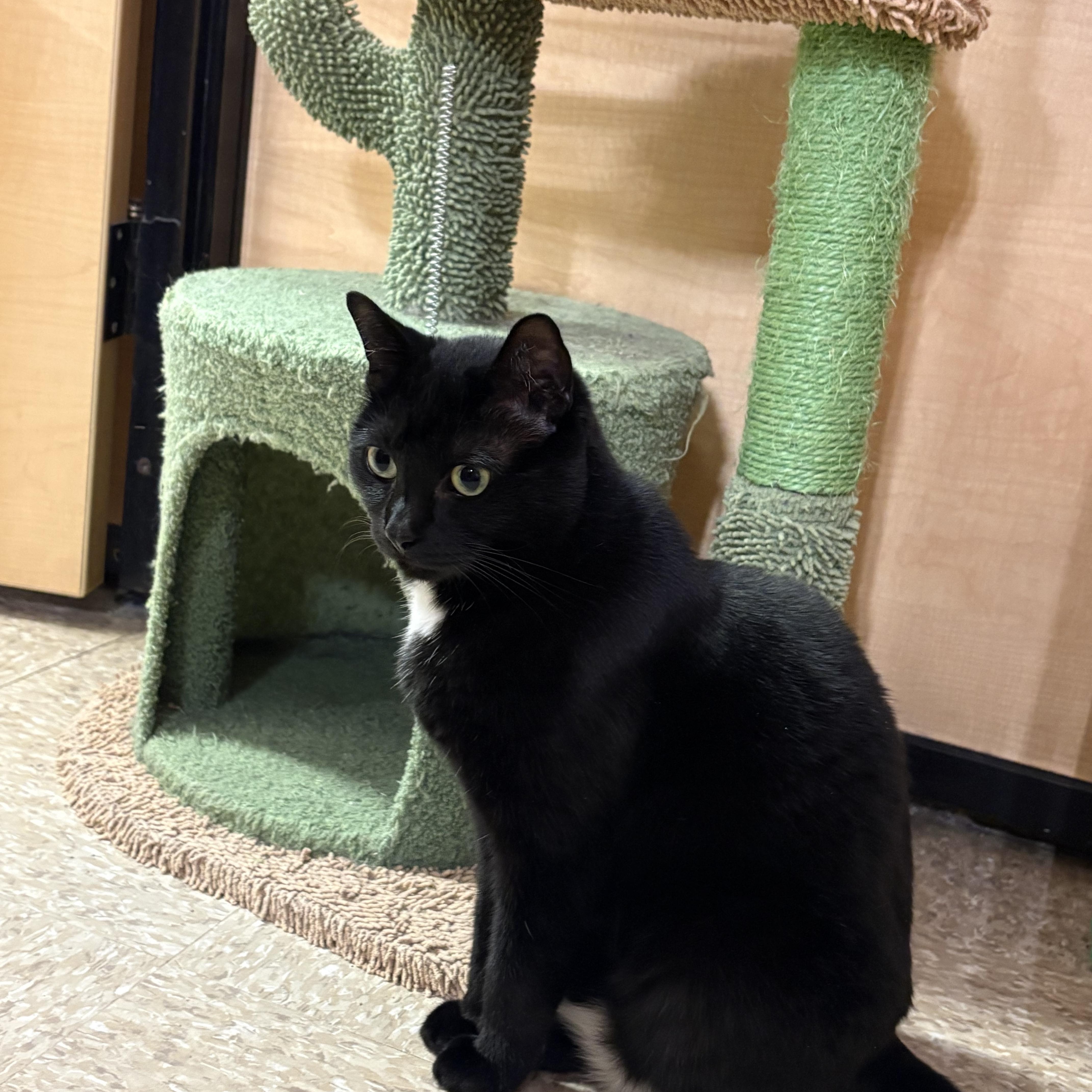 Enlarge Solar, a ADOPTABLE Domestic Short Hair in Turnersville, NJ image 3/3