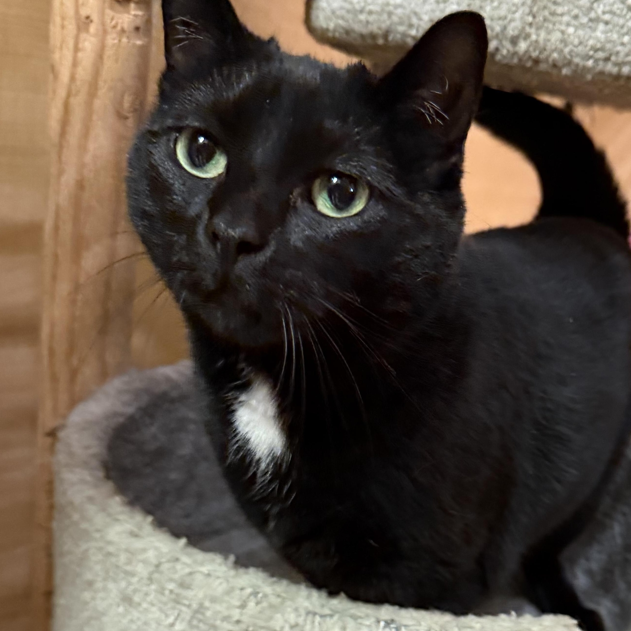 Solar, ADOPTABLE, Adult Female Domestic Short Hair.