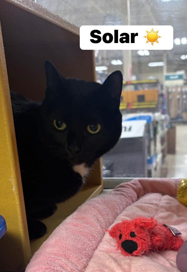 Enlarge Solar, a ADOPTABLE Domestic Short Hair in Turnersville, NJ image 2/2