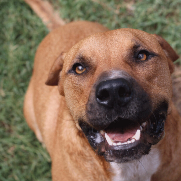 D-O-G, Adult Male Pit Bull Terrier