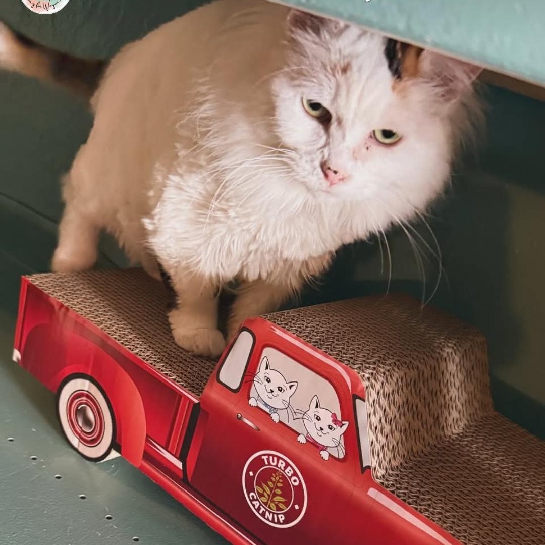 Enlarge Muffy, an adopted Domestic Long Hair in Whitewater, WI image 3/3