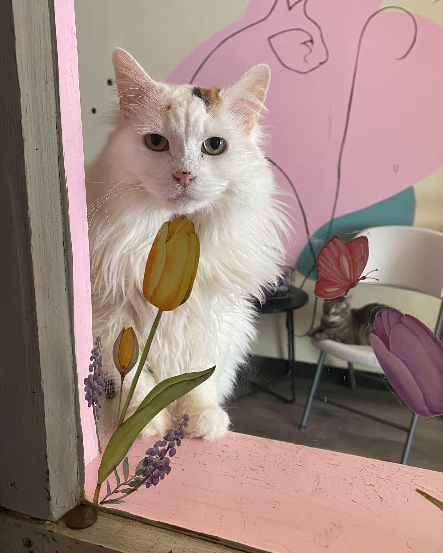 Enlarge Muffy, an adopted Domestic Long Hair in Whitewater, WI image 1/3