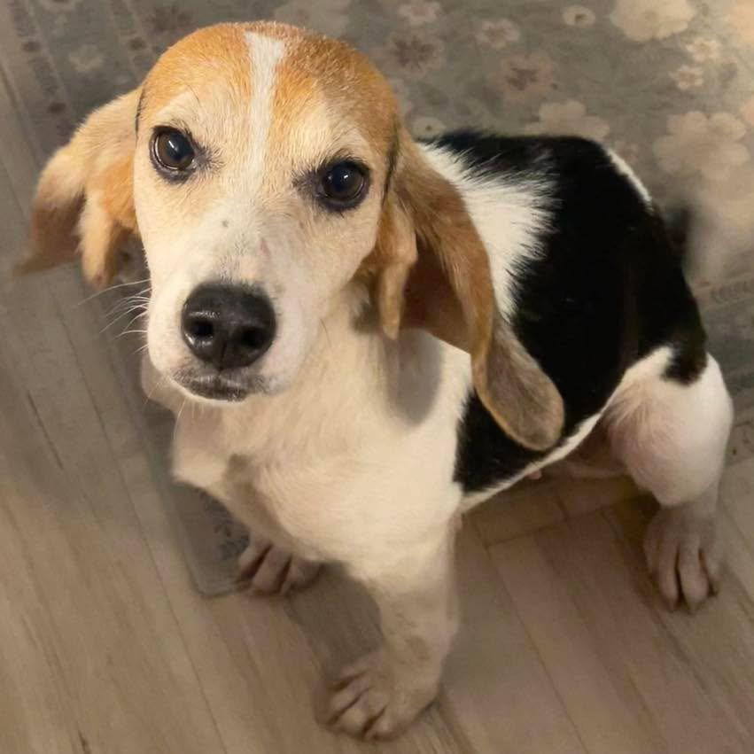 Daisy, Adoptable, Adult Female Beagle.