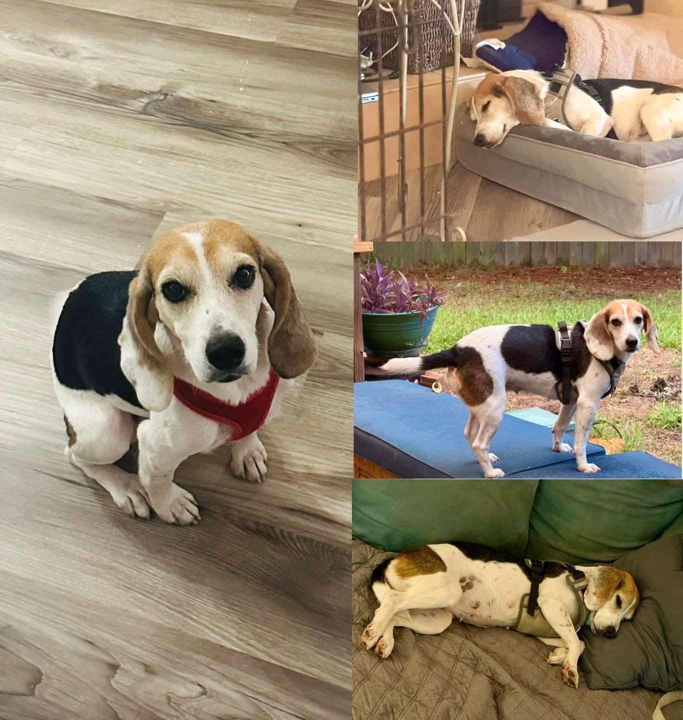 Enlarge Daisy, a Adoptable Beagle in Grand Bay, AL image 2/3
