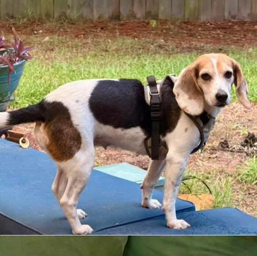 Enlarge Daisy, a Adoptable Beagle in Grand Bay, AL image 3/3