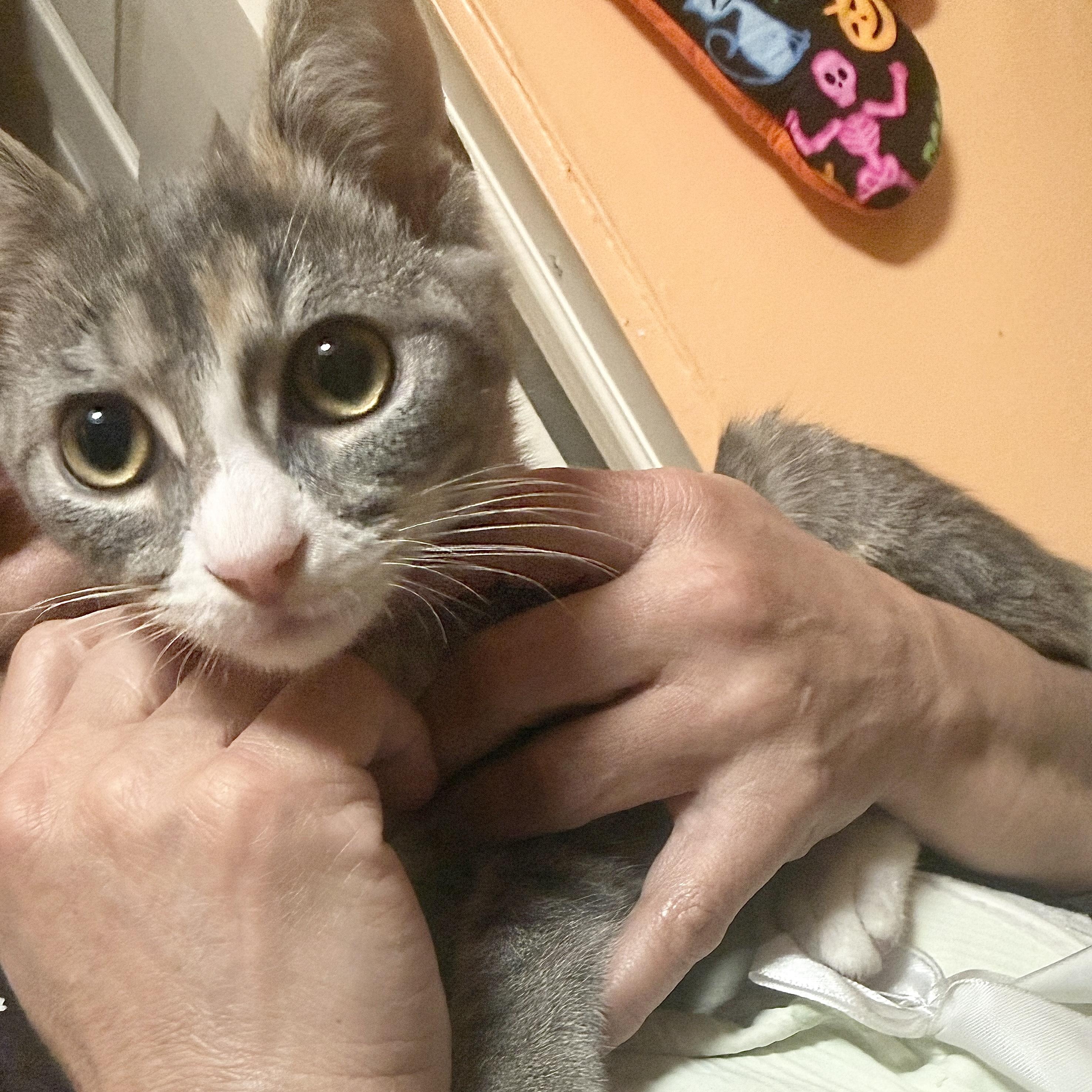 Enlarge Cosette, an adopted Domestic Short Hair in New York, NY image 3/5