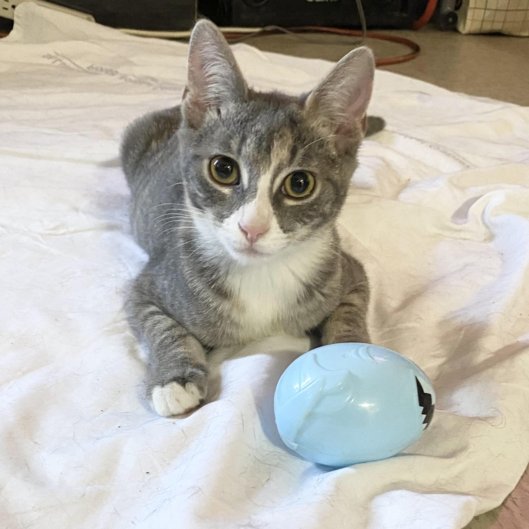 Enlarge Cosette, an adopted Domestic Short Hair in New York, NY image 1/5