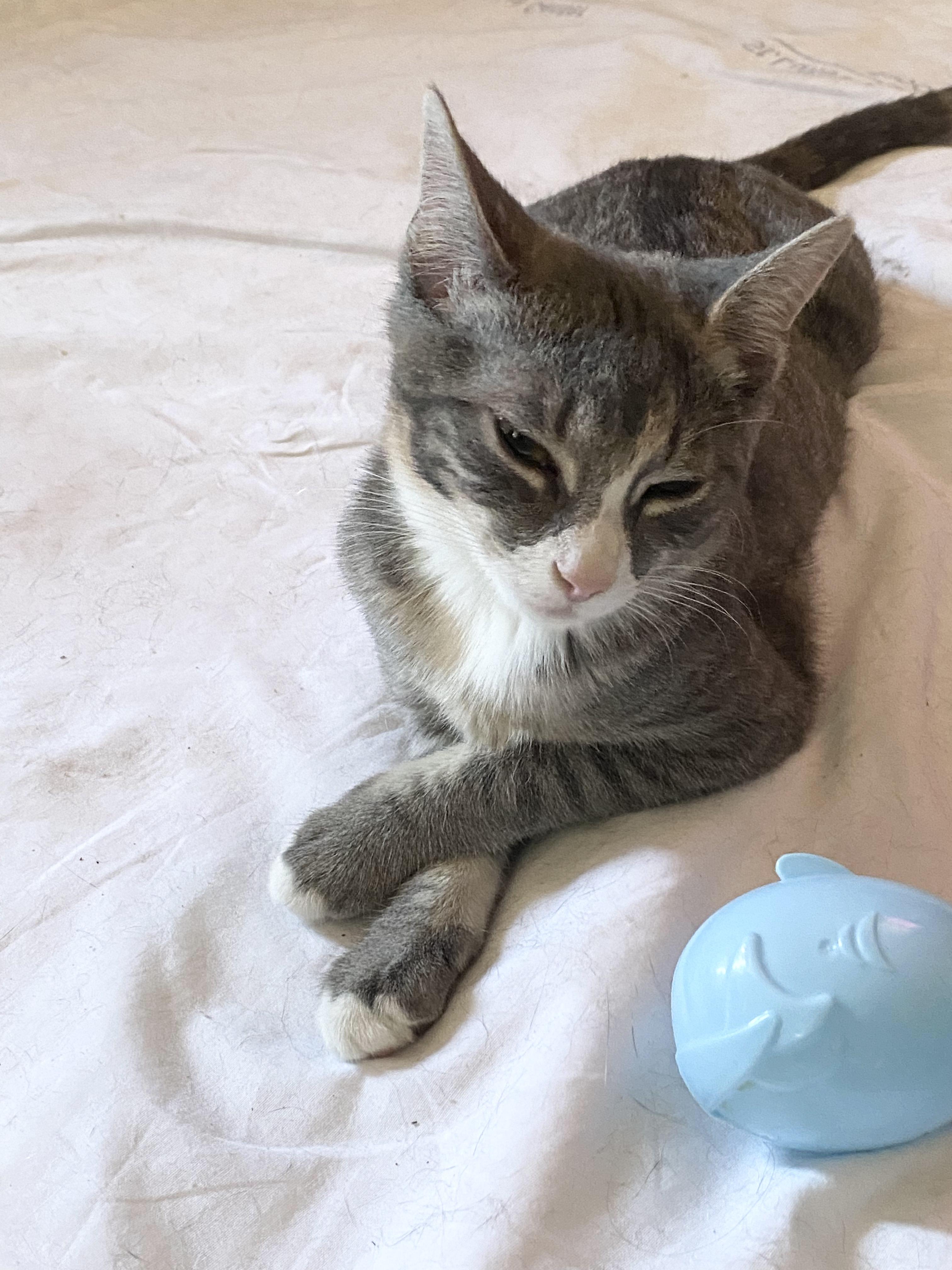 Enlarge Cosette, an adopted Domestic Short Hair in New York, NY image 2/5