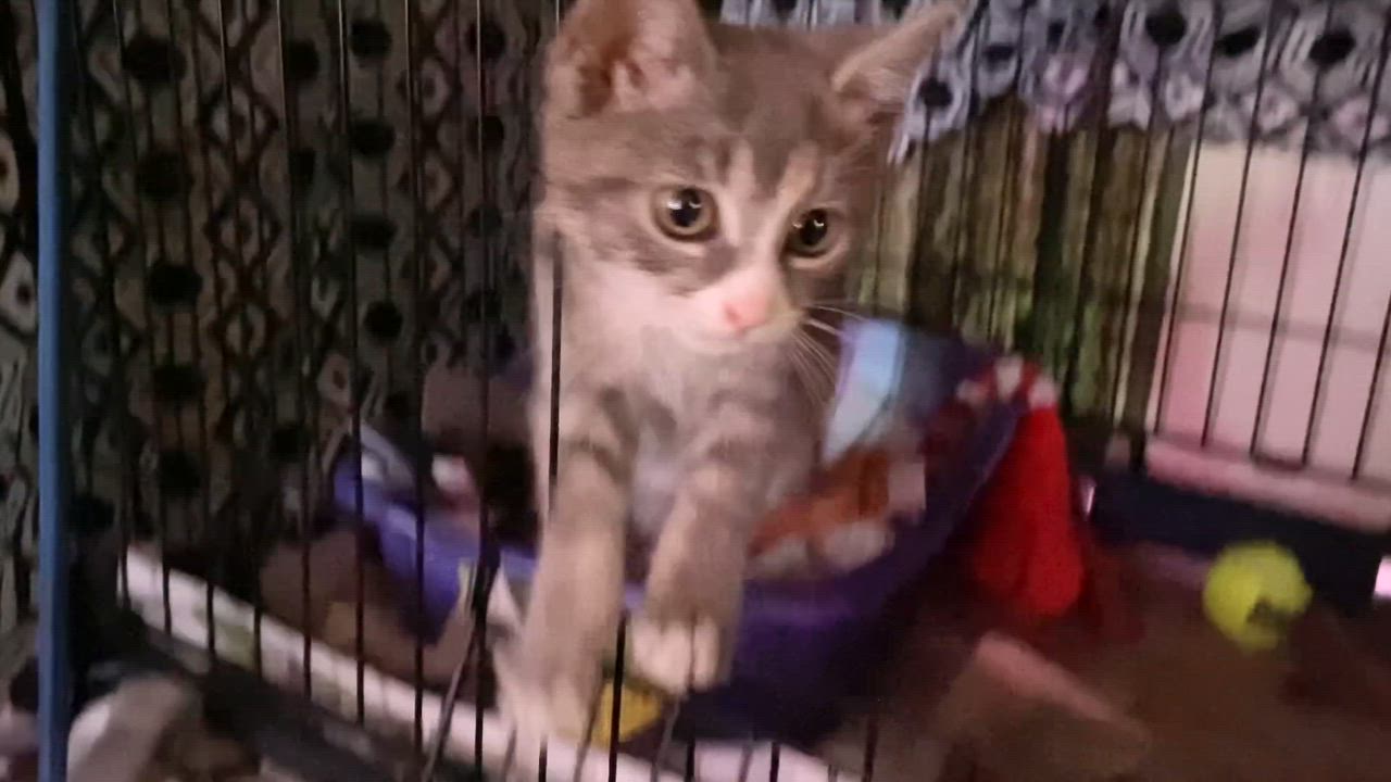 Enlarge Cosette, an adopted Domestic Short Hair in New York, NY video 4/5