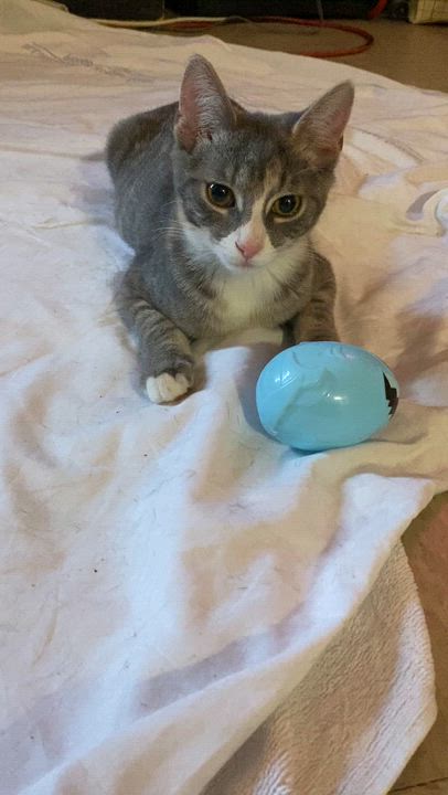 Enlarge Cosette, an adopted Domestic Short Hair in New York, NY video 5/5