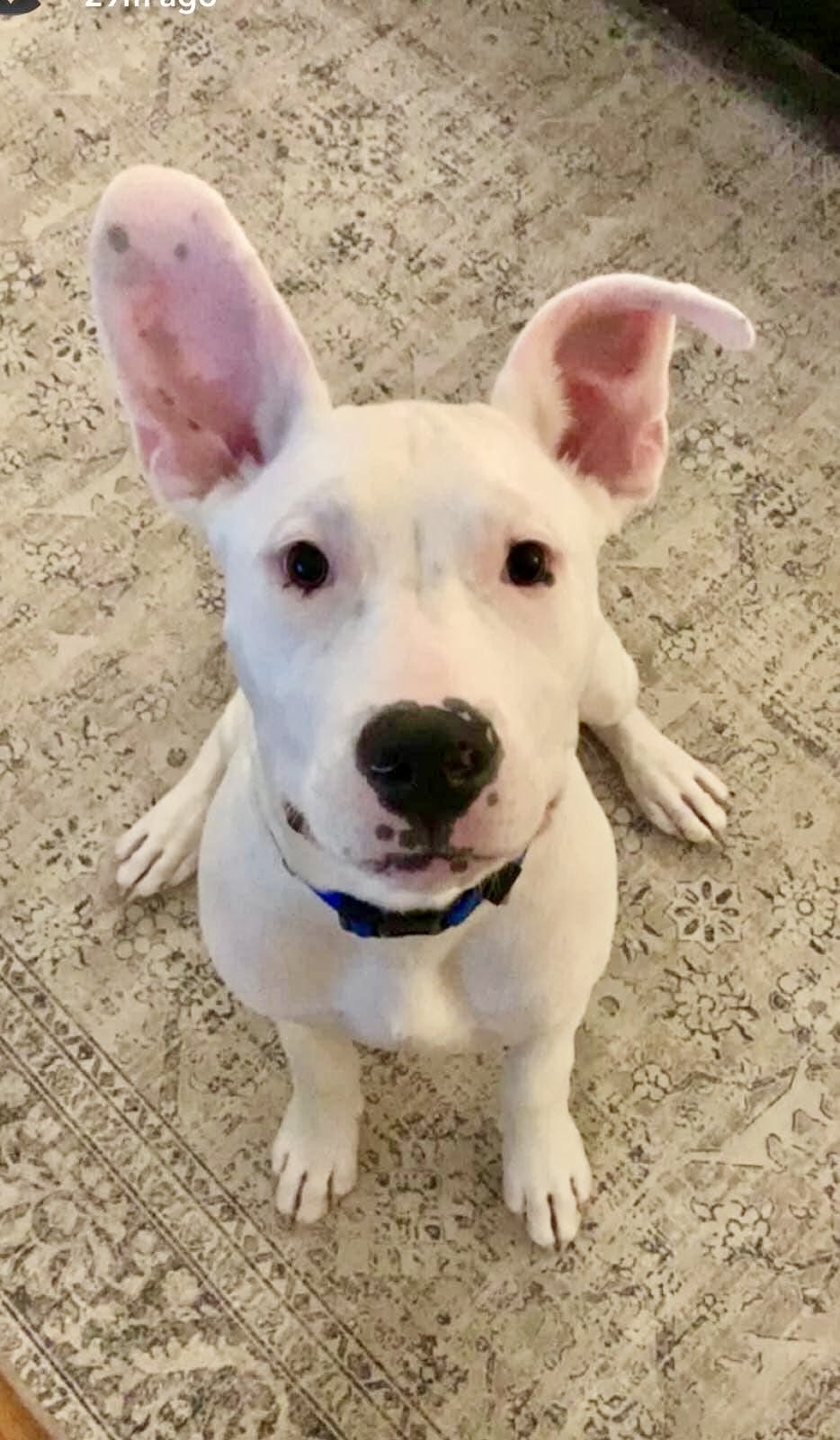 Albert (Albie), a Adopted mixed breed in Hays, KS image 1/6