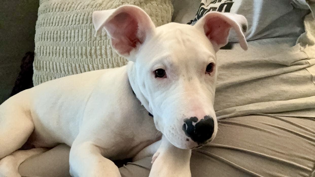 Albert (Albie), a Adopted mixed breed in Hays, KS image 2/6