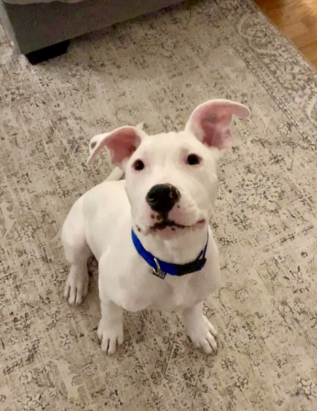 Albert (Albie), a Adopted mixed breed in Hays, KS image 3/6