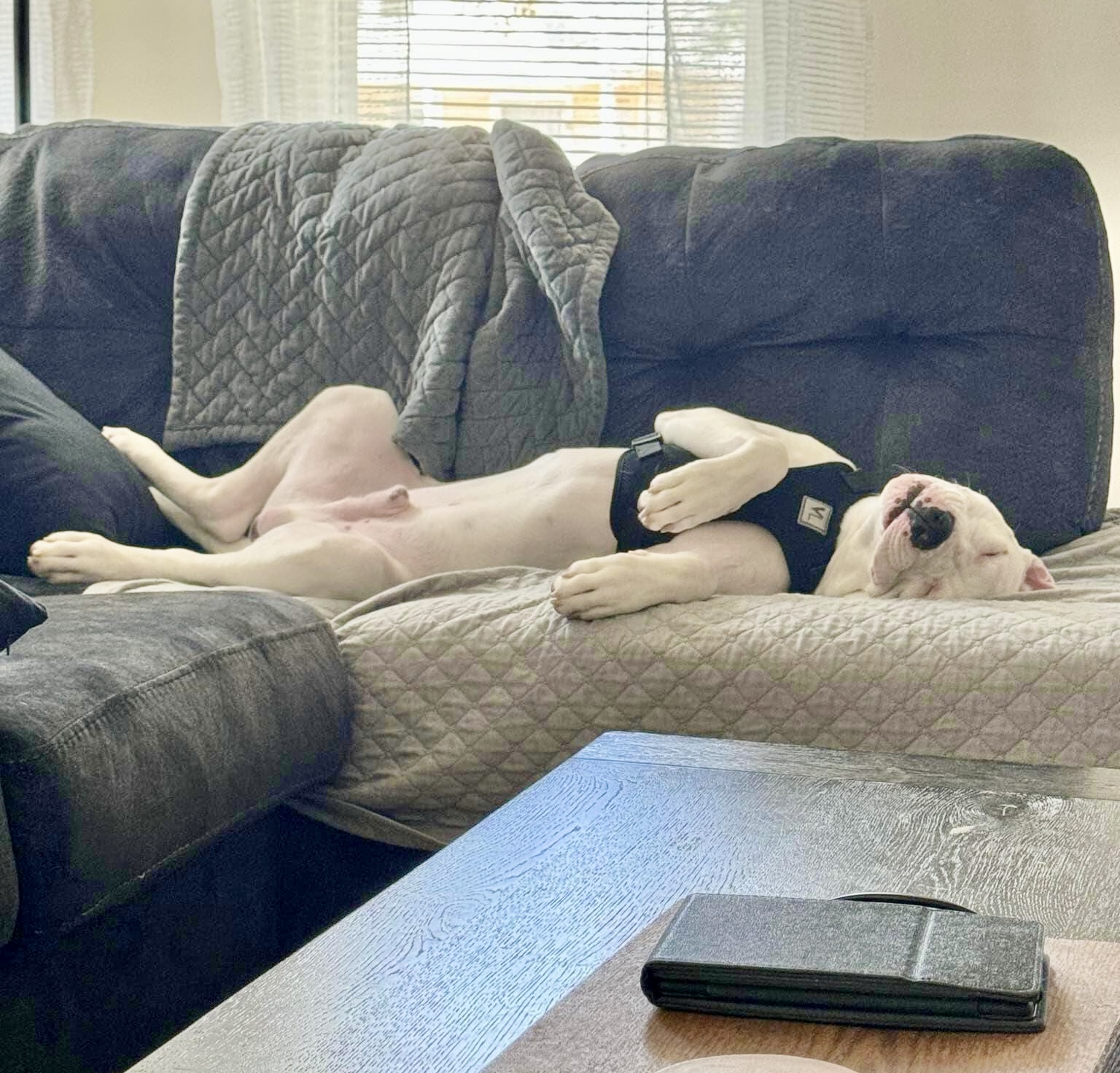 Albert (Albie), a Adopted mixed breed in Hays, KS image 4/6