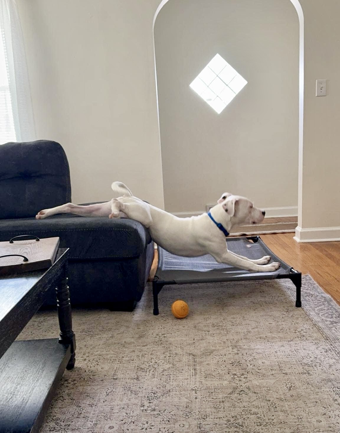 Albert (Albie), Adopted, Young Male Pit Bull Terrier & Boxer.