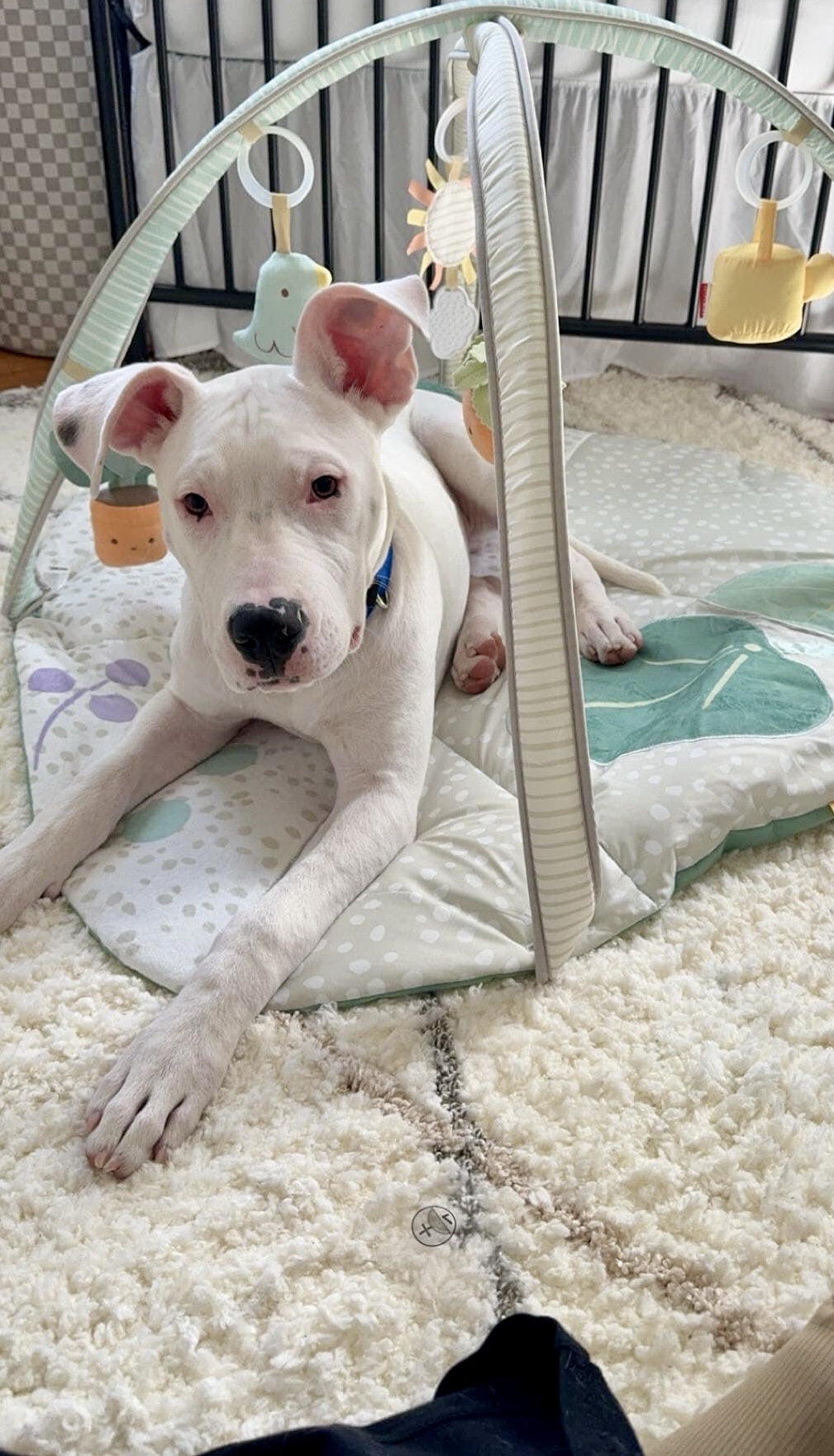 Albert (Albie), a Adopted mixed breed in Hays, KS image 6/6