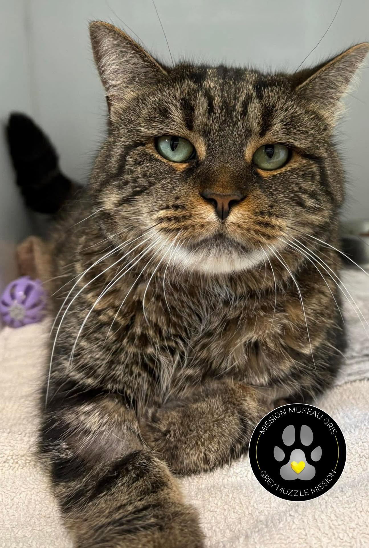 Enlarge Ming, a Adoptable Domestic Medium Hair in Delson, QC image 1/1