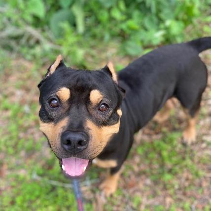 Buffy, Adoptable, Adult Male Mixed Breed.