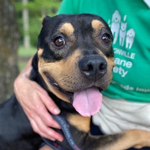 Buffy, a Adoptable Mixed Breed in Jacksonville, FL image 2/2