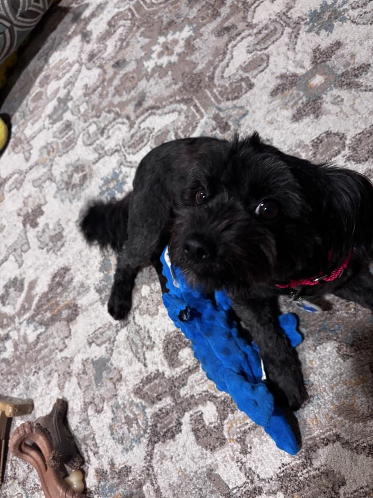 Truffle, Adoptable, Adult Female Maltese & Poodle.