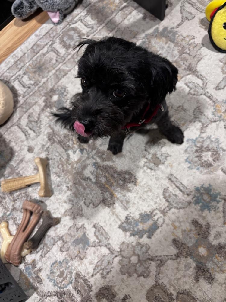 Enlarge Truffle, a Adoptable mixed breed in Plymouth, MI image 2/4