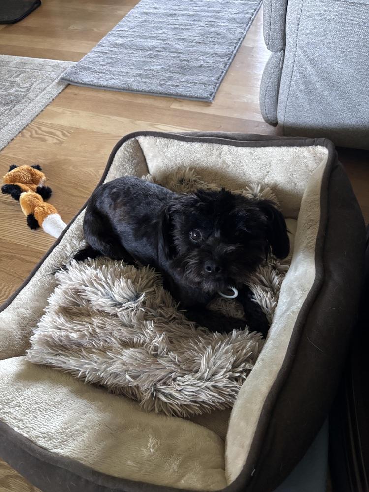 Enlarge Truffle, a Adoptable mixed breed in Plymouth, MI image 3/4