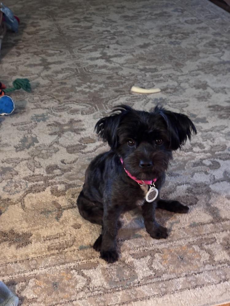 Enlarge Truffle, a Adoptable mixed breed in Plymouth, MI image 4/4