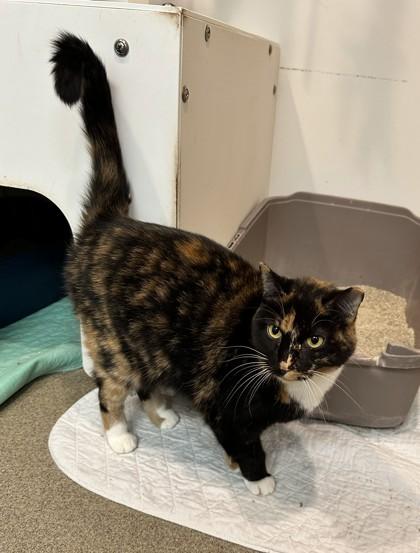 Truffles, Adoptable, Young Female Domestic Short Hair & Domestic Short Hair.