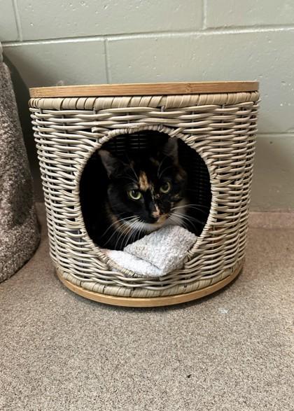 Enlarge Truffles, a Adoptable Domestic Short Hair in Palm Coast, FL image 2/2