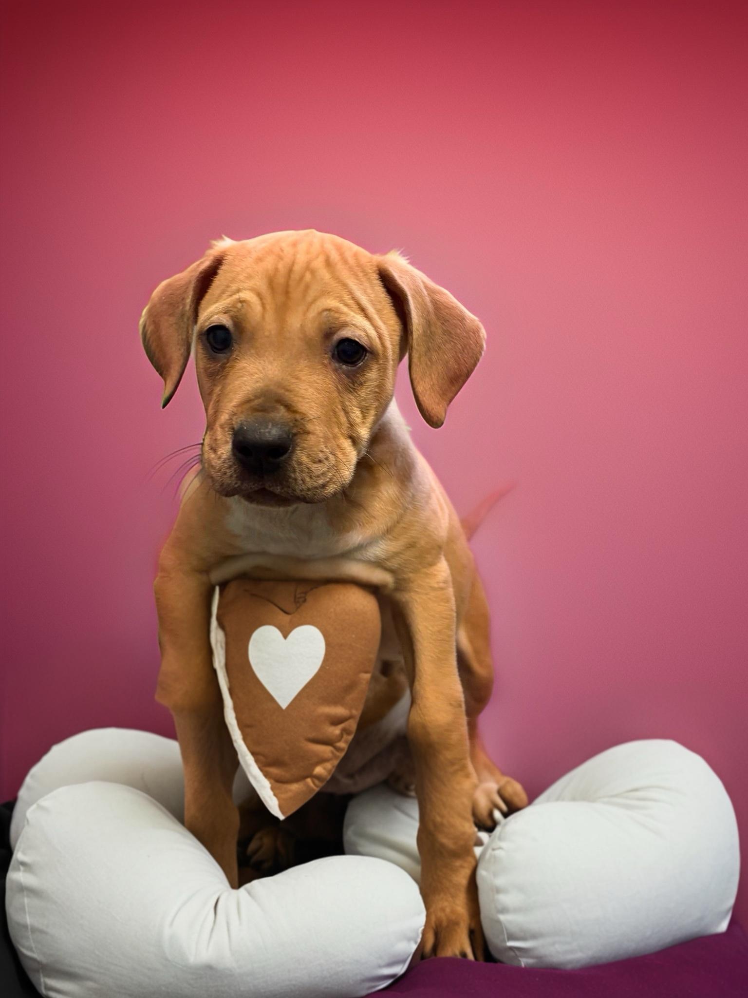 Red, ADOPTABLE, Puppy Male Boxer.