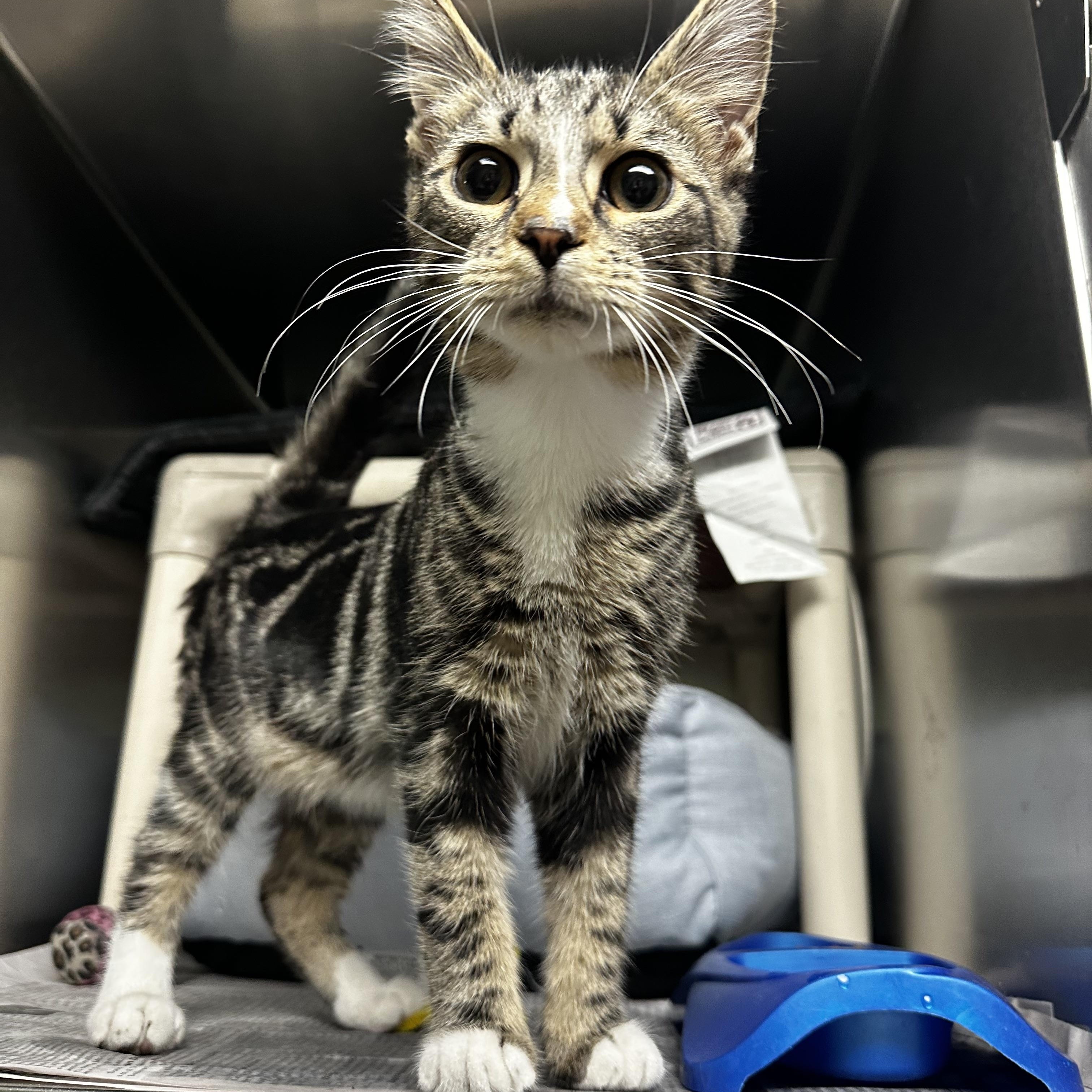 Enlarge Noah, an adopted Domestic Short Hair in North Myrtle Beach, SC image 5/5