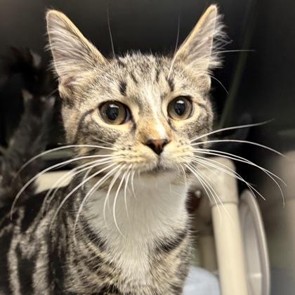 Noah, adopted, Young Male Domestic Short Hair.